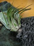 tillandsias,ionanta scaposa